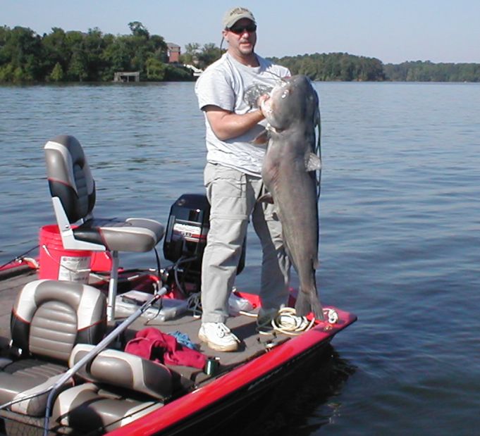 69lb 4 oz blue cat