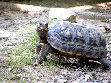 6 year old Red Foot