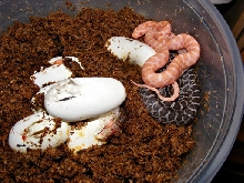 albino emoryi