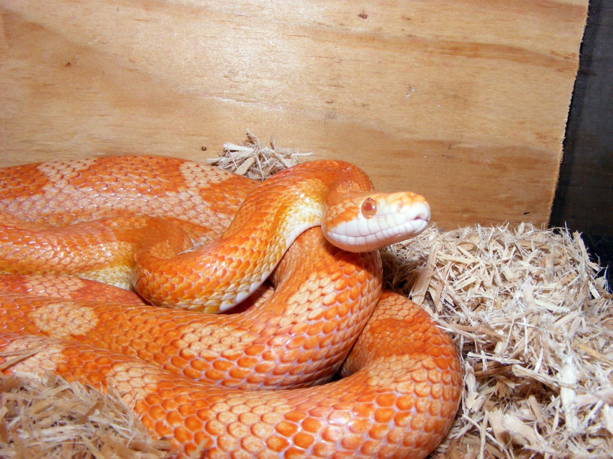 motley cream UT