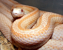 Stripe Cream Apollo