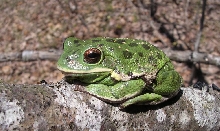 barking tree frog