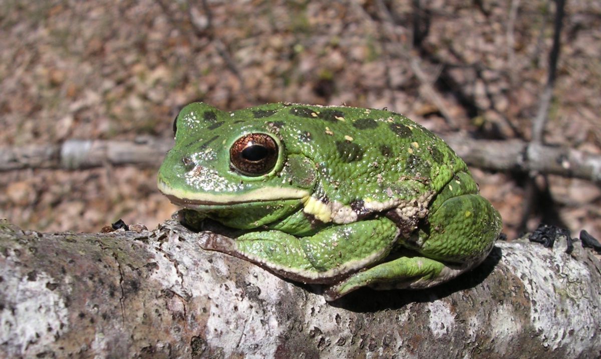 barking tree frog