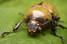 beetle 1