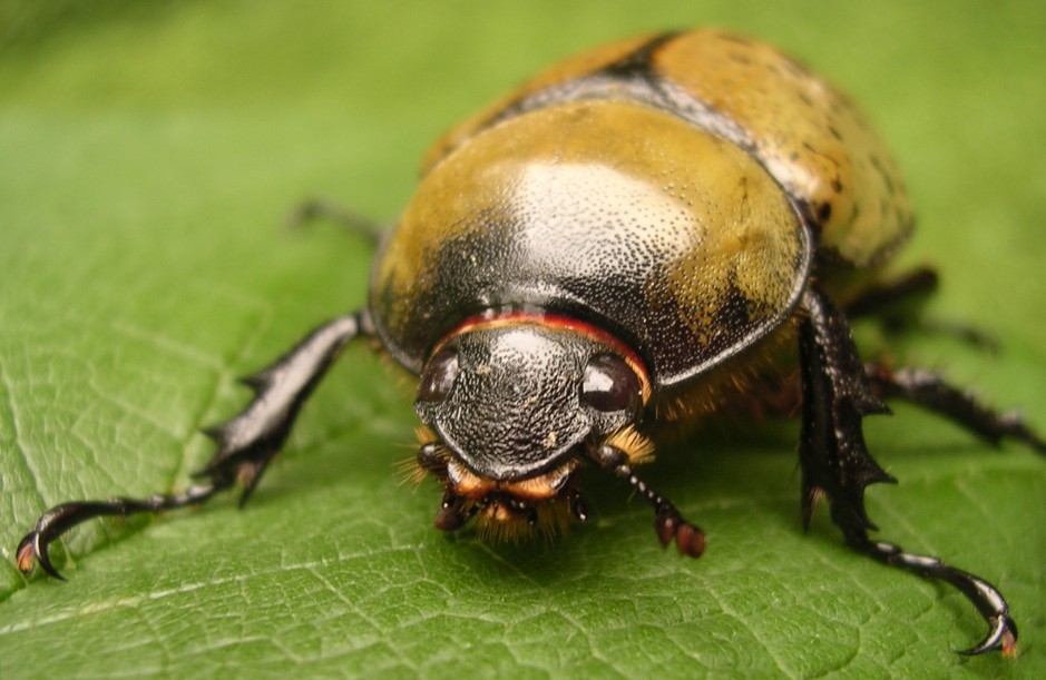 beetle 1