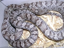Bindi 17