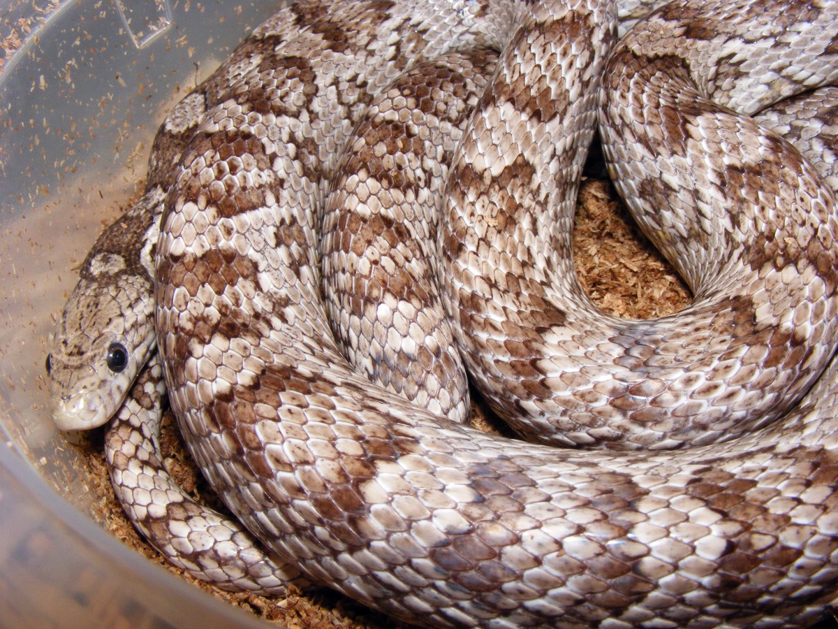 Female anery in her lay box