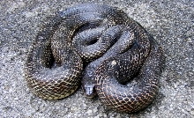 black rat 5