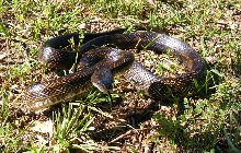 black rat in the yard