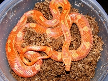 cinnamon motley in lay box