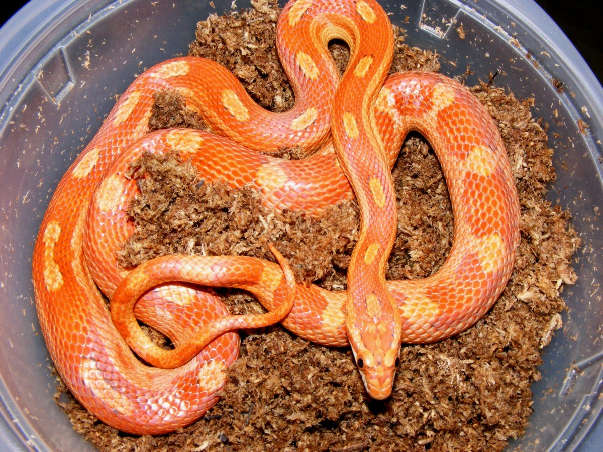 cinnamon motley in lay box