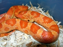 cinni 17