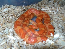 Cinni 22 (cinnamon)