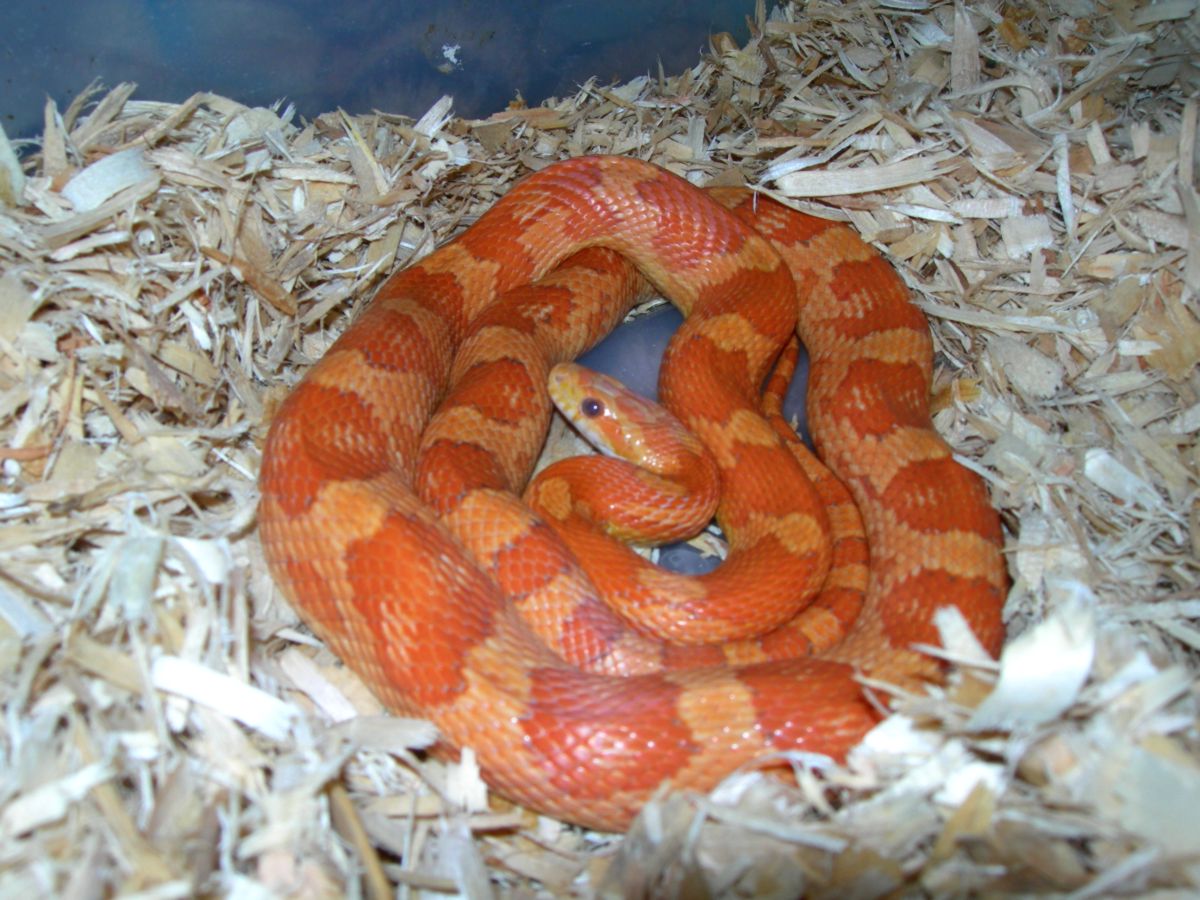 Cinni 22 (cinnamon)
