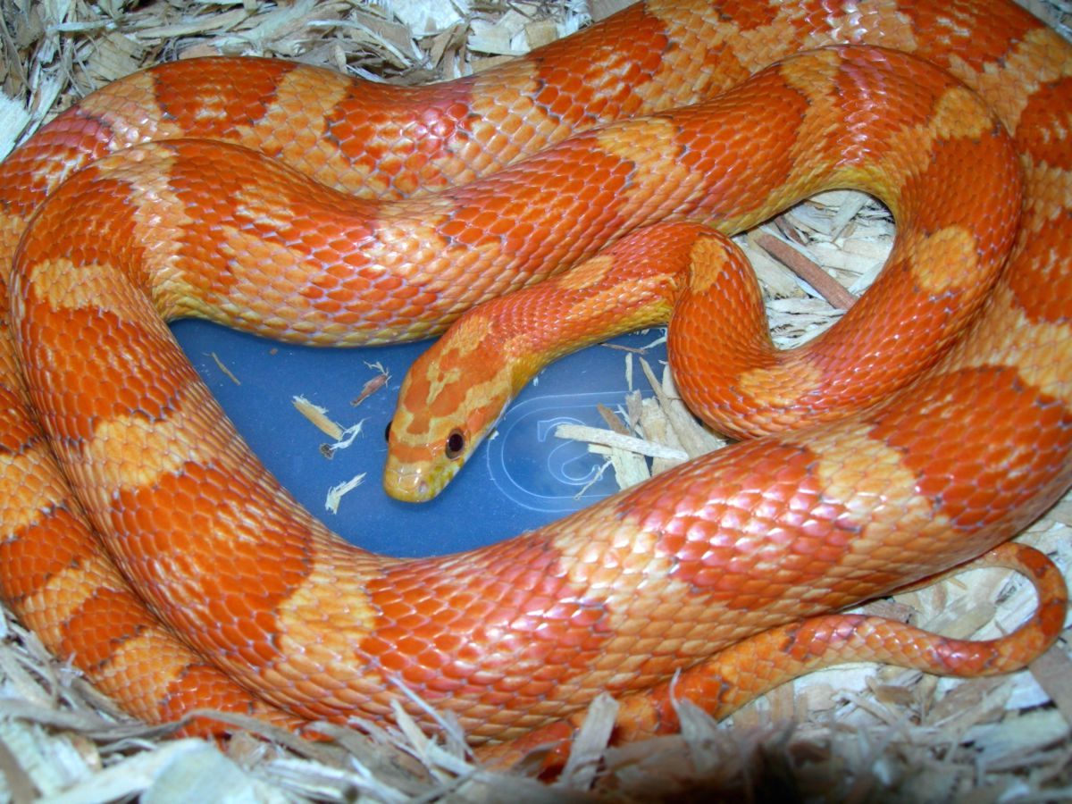 '05 cinnamon