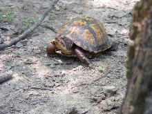 Eastern Box Turtle