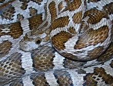 emoryi female k s