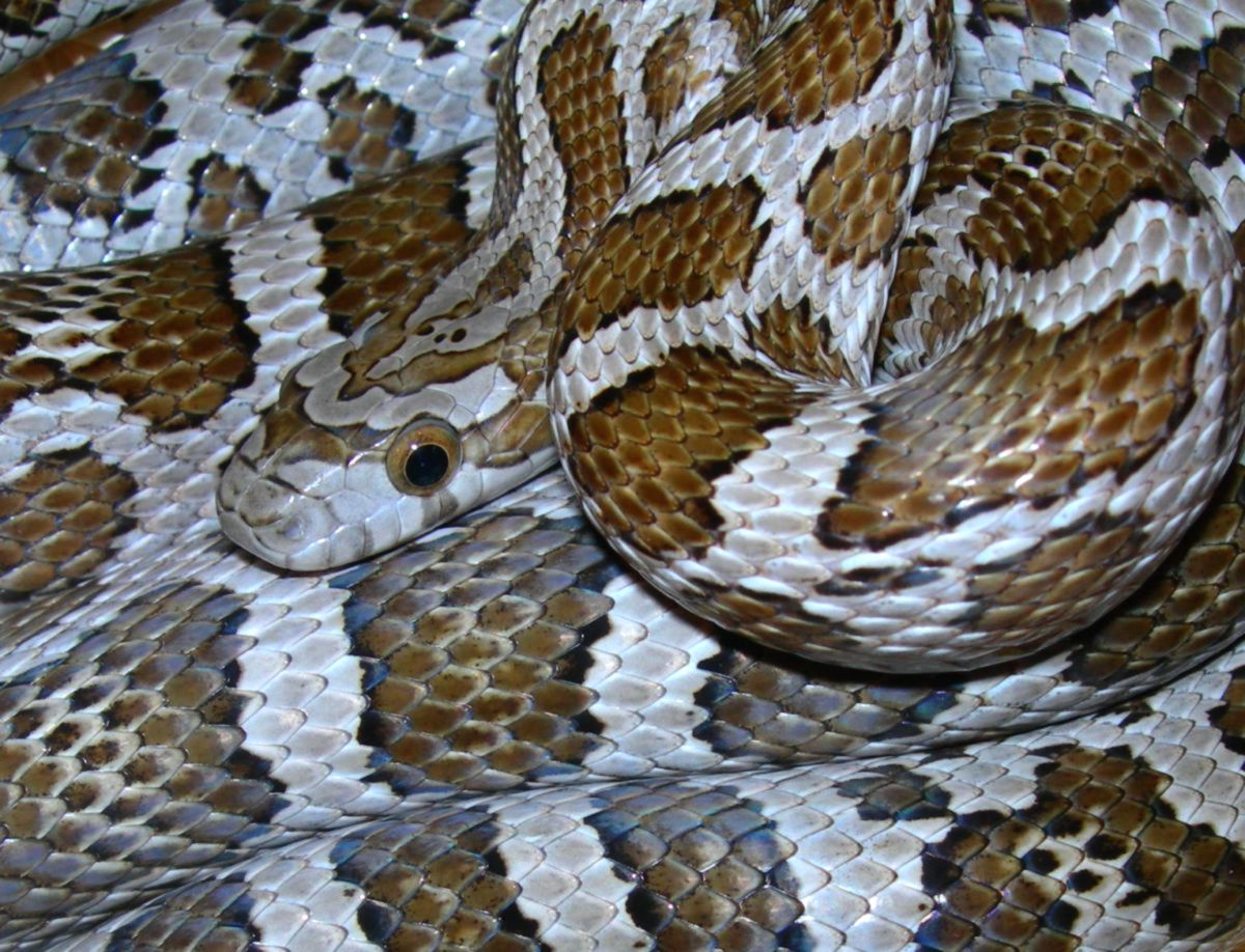 emoryi female k s