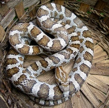 emoryi female 2 l s