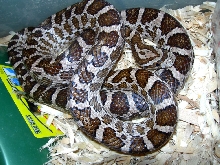 male emoryi