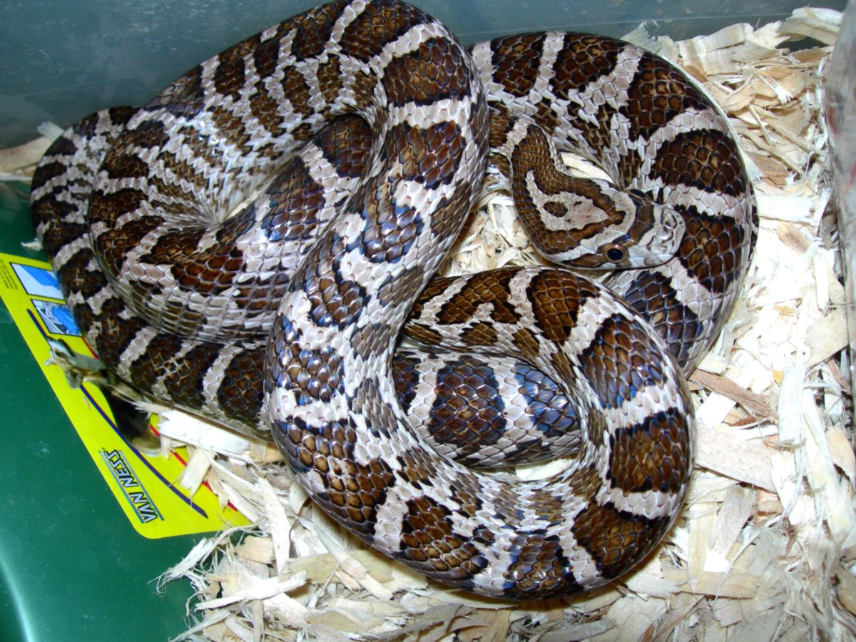 male emoryi