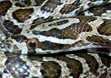 emoryi male 3 12