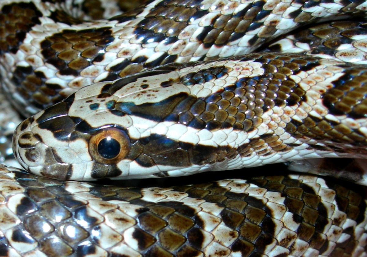 emoryi male 3 12