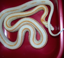 H0616 '06 stripe cream