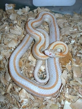 stripe cream