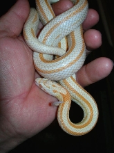 stripe cream 16