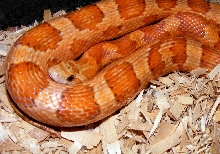 '07 cinnamon