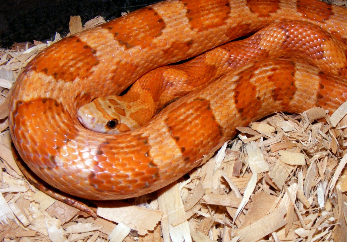 '07 cinnamon