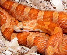 2007 cinnamon male