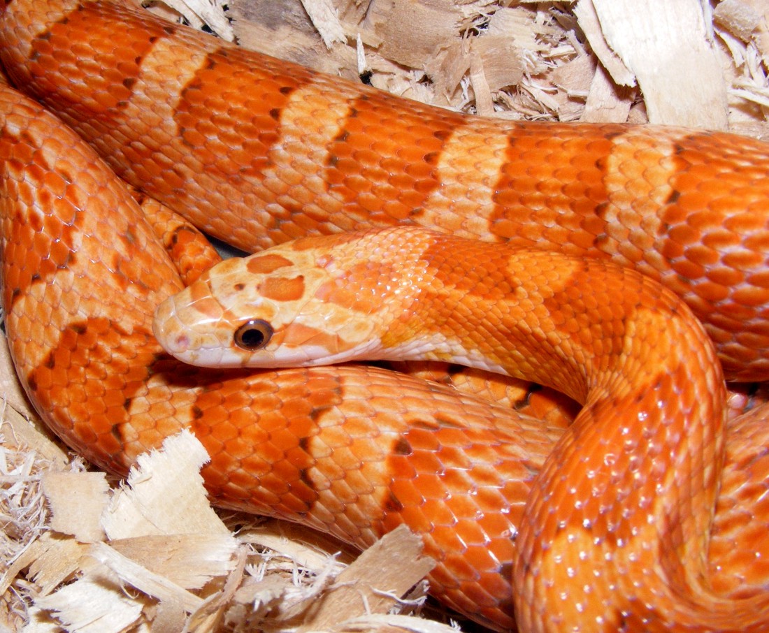 2007 cinnamon male