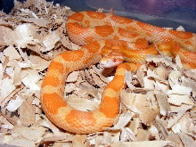 2008 motley creamsicle