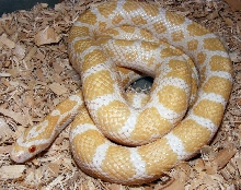 albino emoryi 178