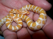 '08 albino emoryi 179 8