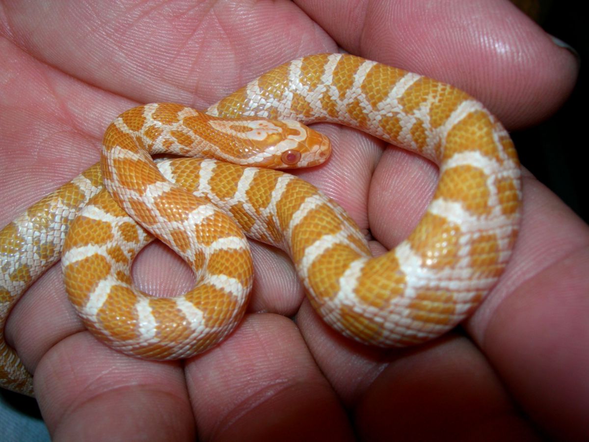'08 albino emoryi 179 8