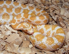 albino emoryi 179
