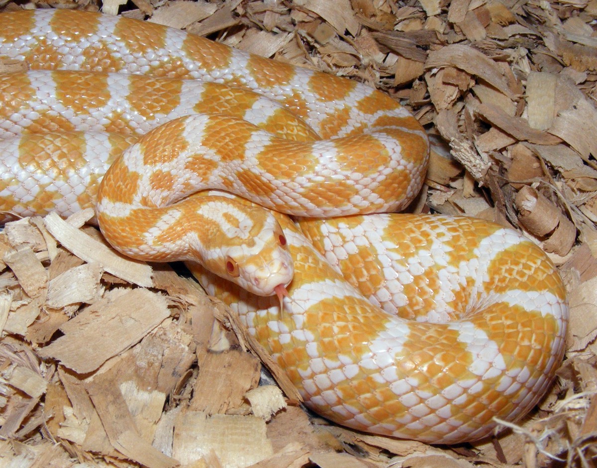albino emoryi 179