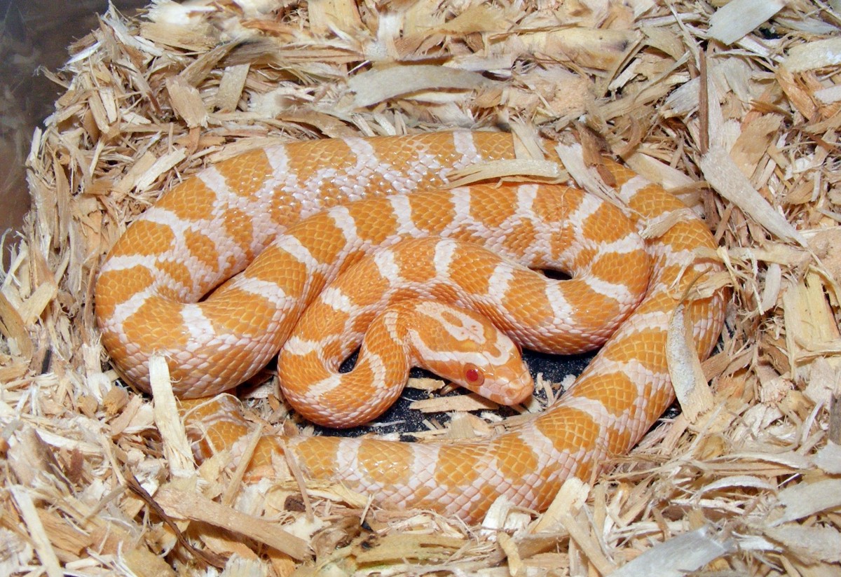 albino emoryi