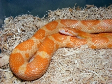 motley cream h0863z