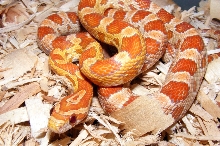 2009 ultramel