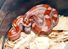 2010 motley cinnamon h1062c