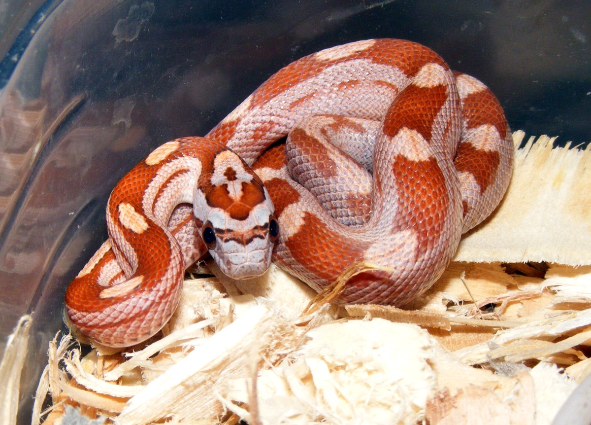 2010 motley cinnamon h1062c