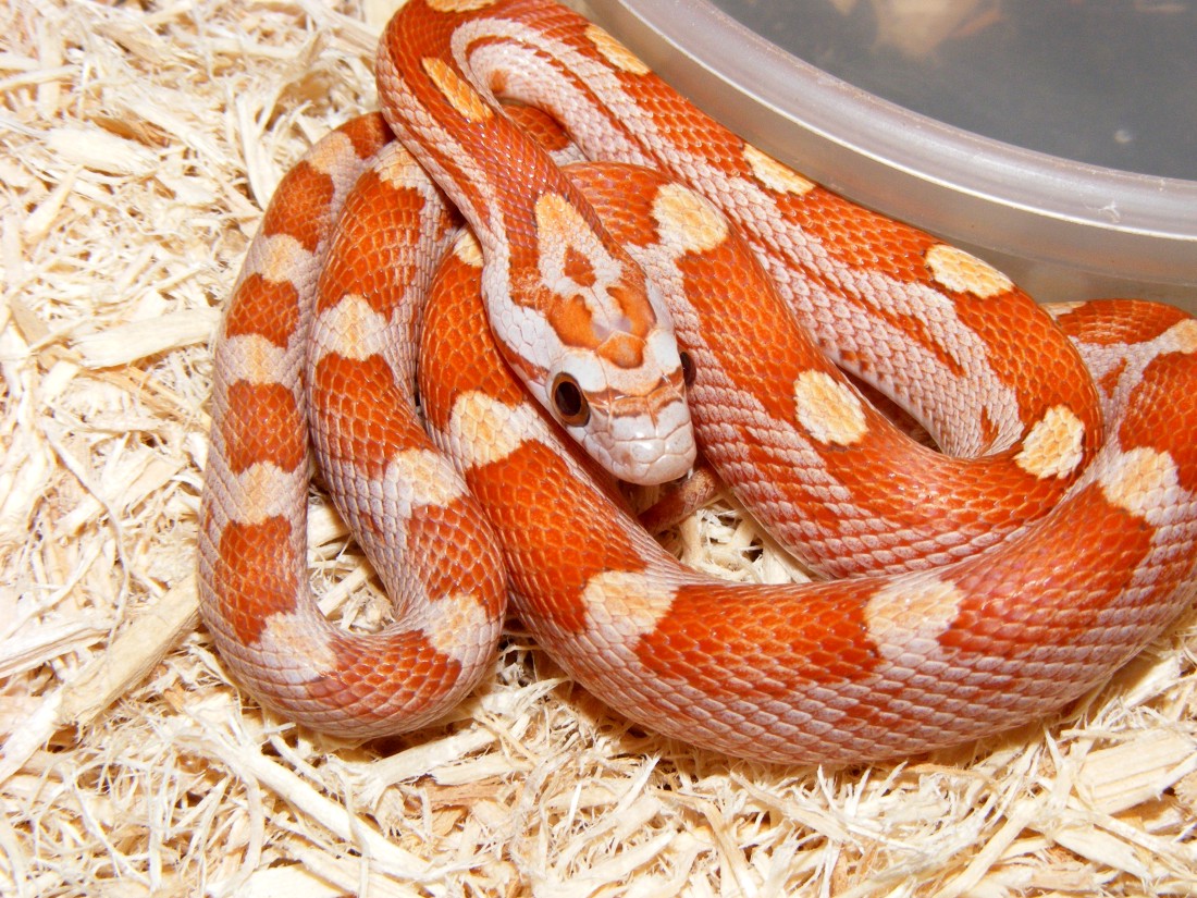 2010 motley cinnamon