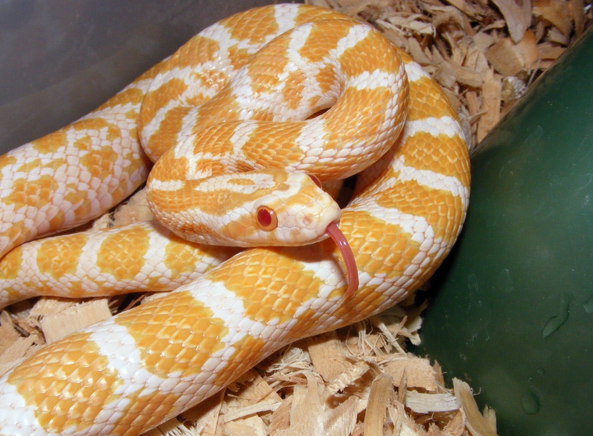 2007 albino emoryi female