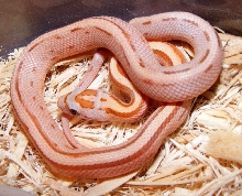 stripe cinnamon h1105c