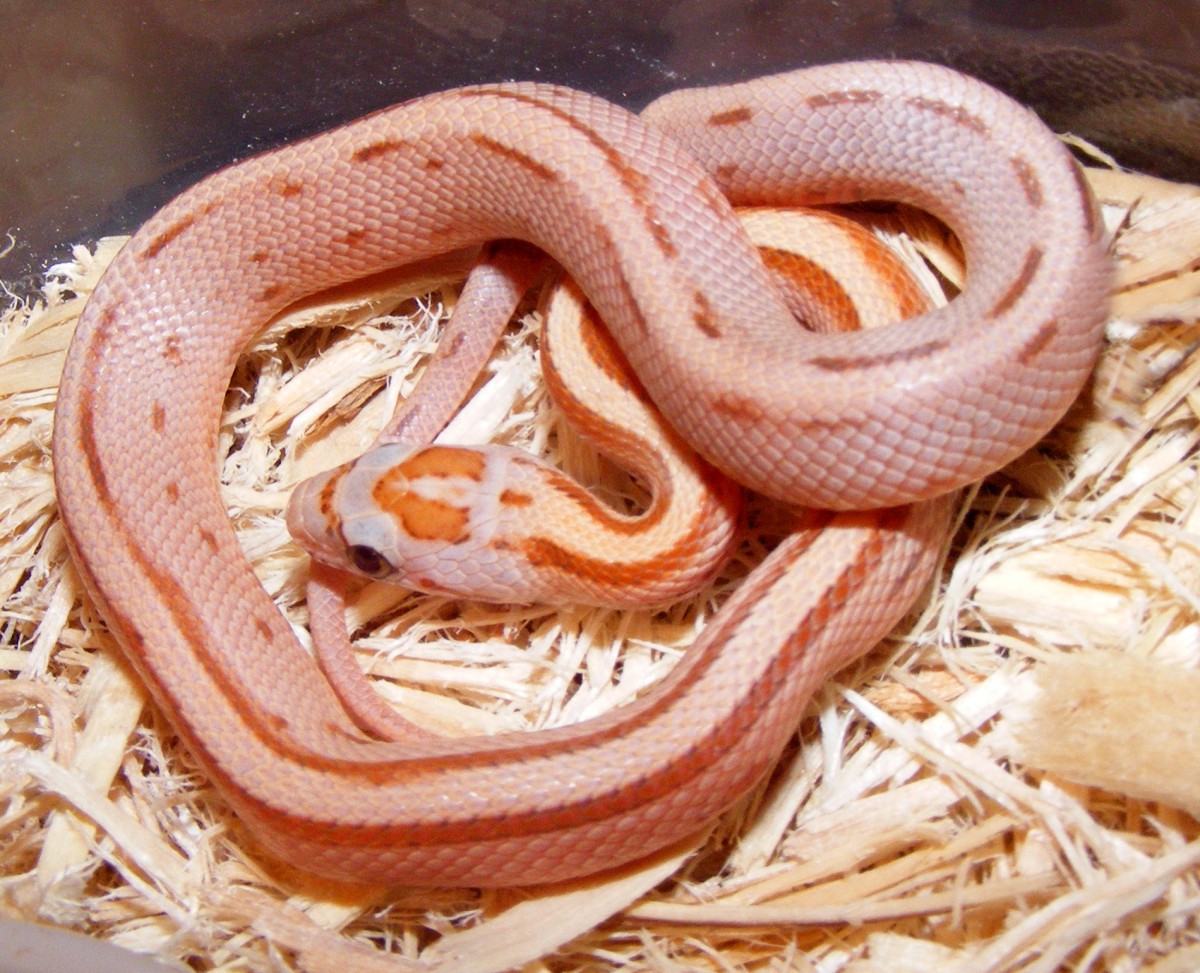 stripe cinnamon h1105c