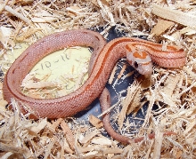 2011 stripe cinnamon